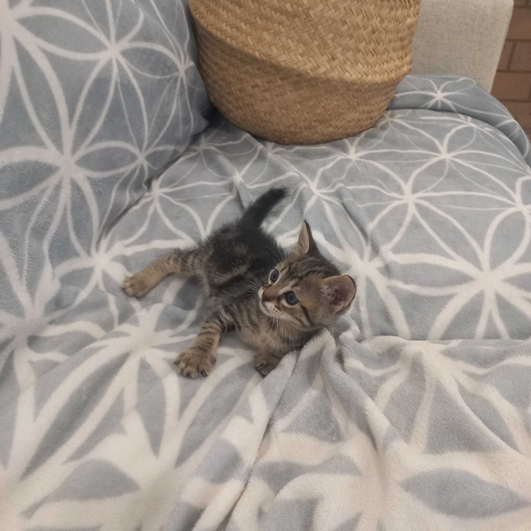 Gatos para Doação Responsável