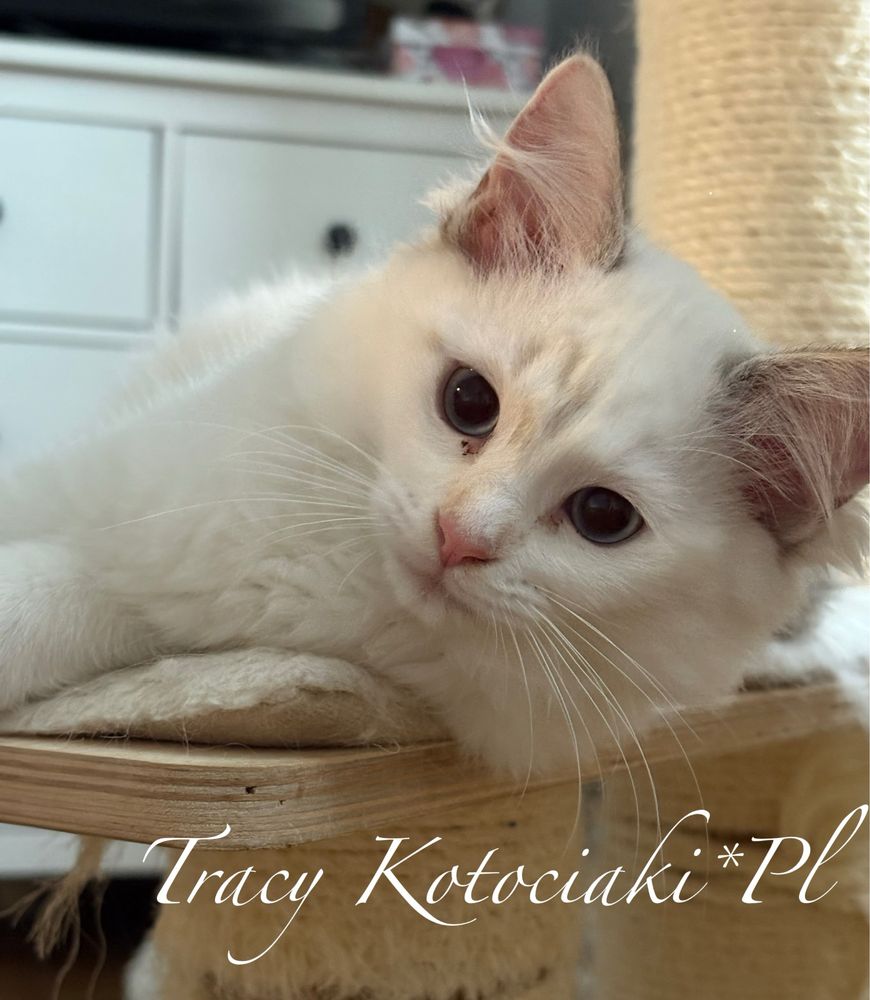 Kotka rasy Ragdoll
