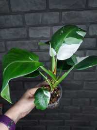 Philodendron White Princess