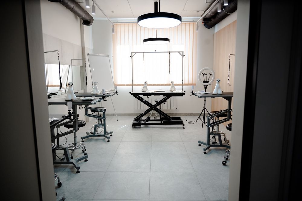 Стрижка тварин. Собак і котиків. Креатив.