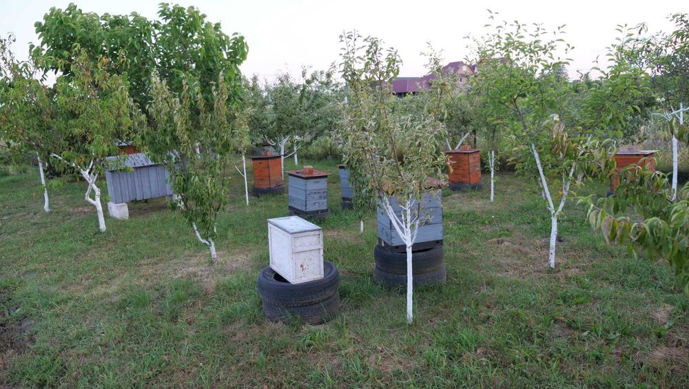 Продамо вулики Дадана (на 8 рамок) в хорошому стані
