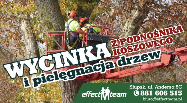 Pielęgnacja drzew z Podnosnik koszowy Reklama Wycinka