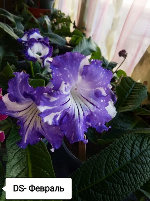 Стрептокарпуси(дітки)