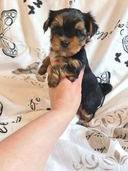 Piesek yorkshire terrier