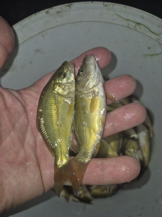 Narybek karpia królewskie