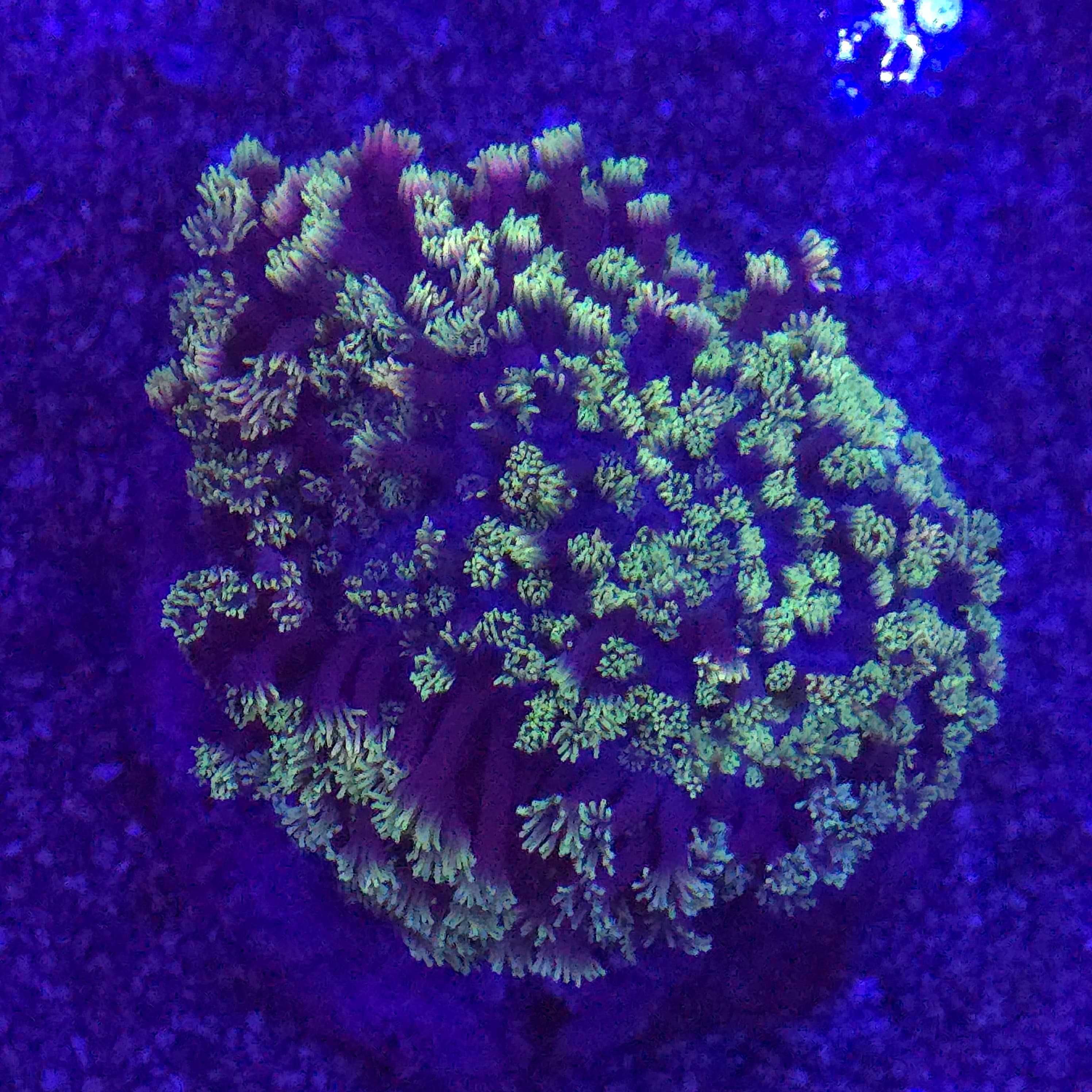 Goniopora Rainbow Mix XL WYSIWYG #1