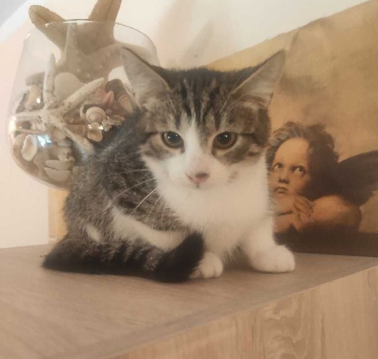 Merlin, Munio i Muffinek - trzy kocurki