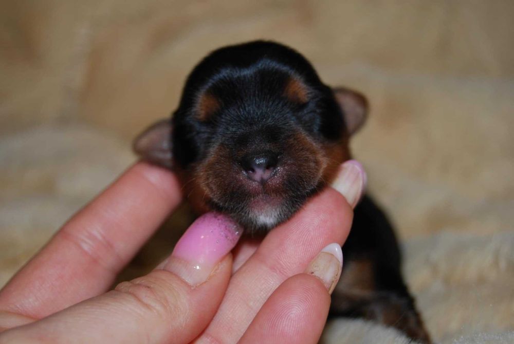 Cudna czarno złota york