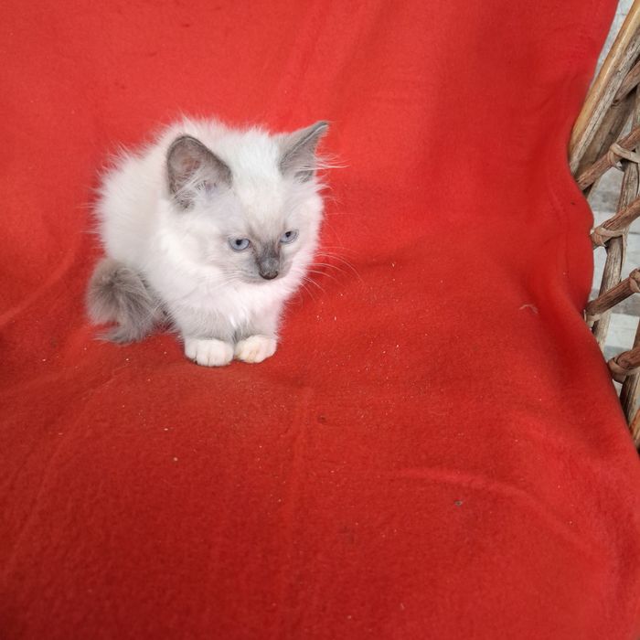 Ragdoll kocurek rodowód + wyprawka