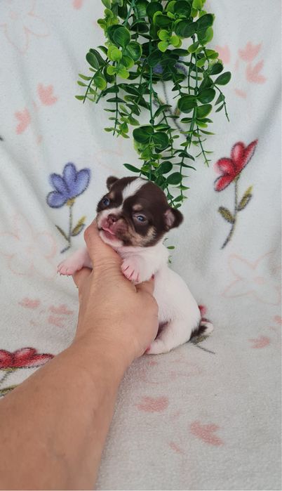 Excecional mini mini Chihuahua. Chiuaua de linhagem Russa, Qualidade
