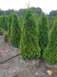 Tuja Thuja Tuje Szmaragd 230-250cm