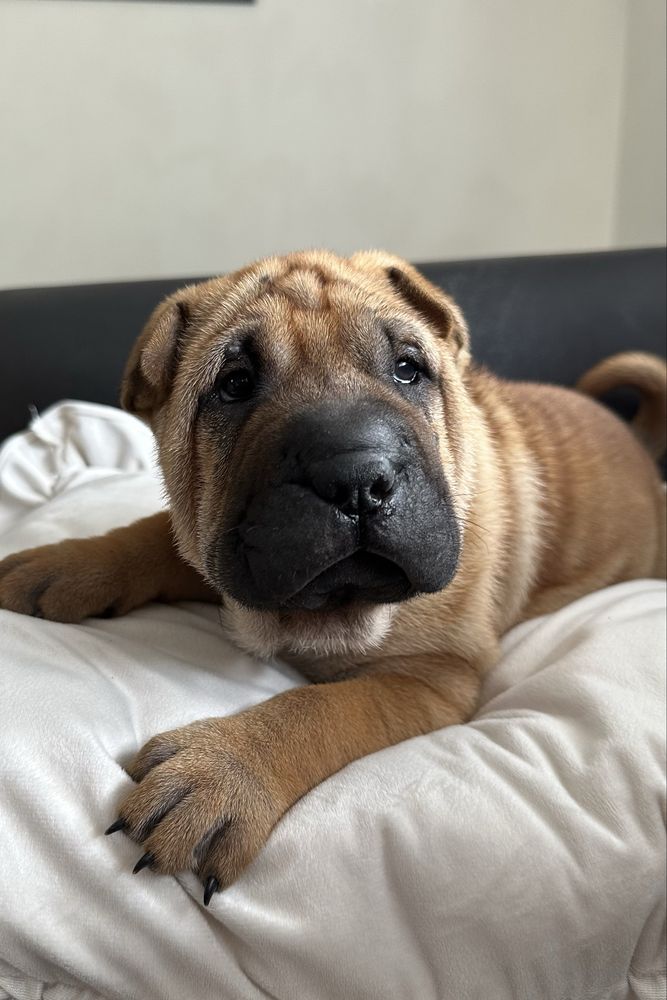 Shar Pei FCI wspaniale rokująca suczka