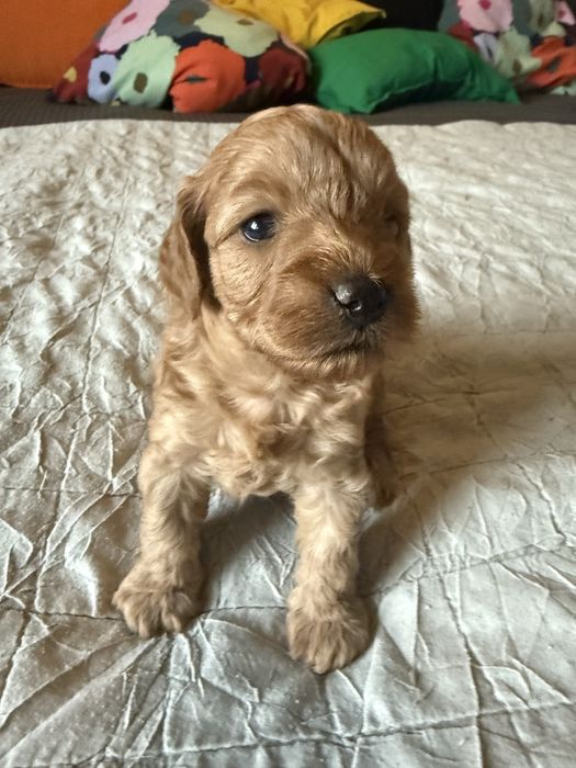 Urocza sinia Maltipoo / Poochon/Bichpoo /cavapoo/