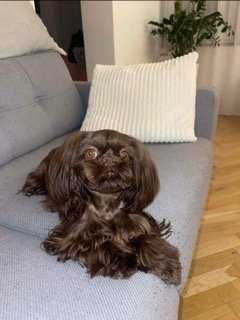 Szczeniaczek Shih-Tzu