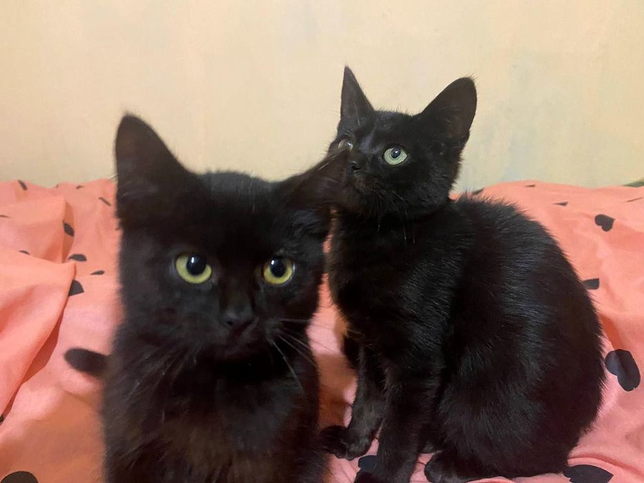 Маленький черный котёнок ищет дом! Котята в хорошие руки!