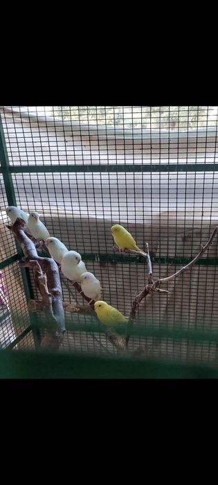 Periquito de varias cores