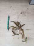 krypokoryny zwartki cryptocoryne
