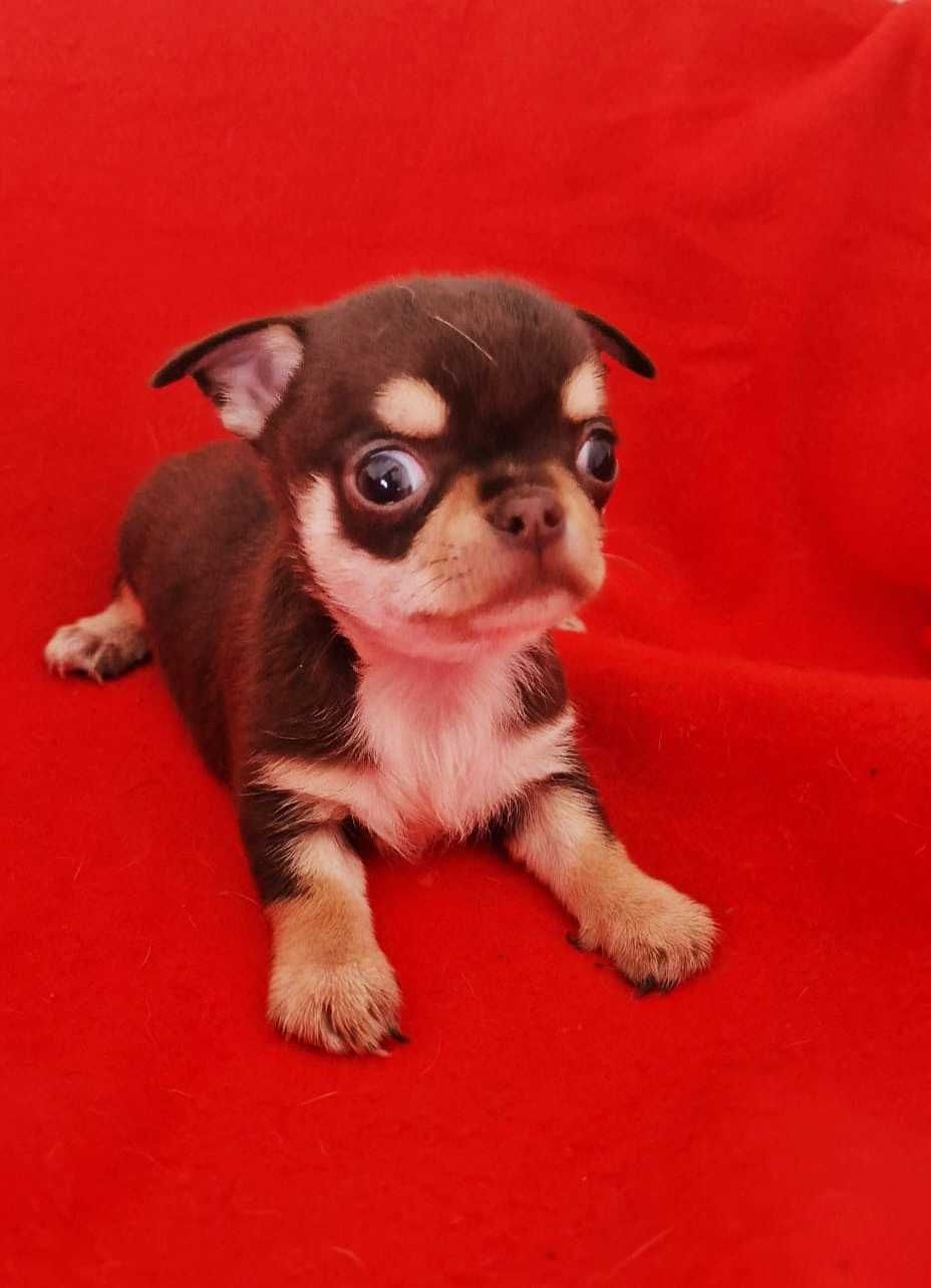 Chihuahua Macho cor Choco Tan