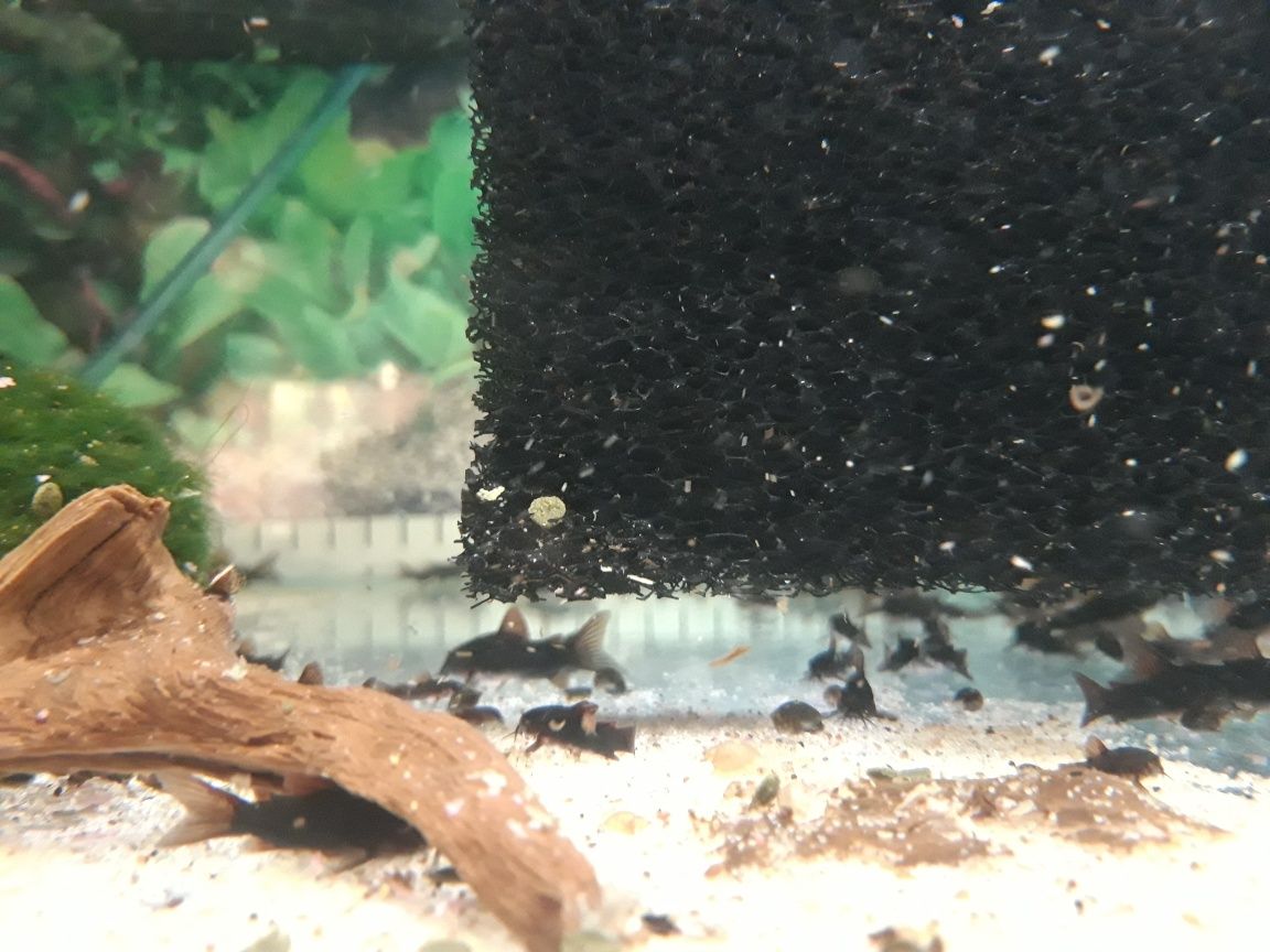 Kirys kirysek czarny corydoras black