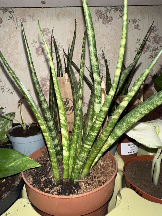 Сансевієрія пять видів