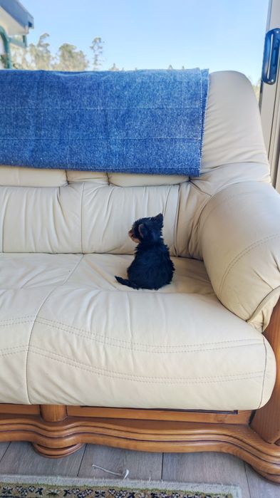 Yorkshire Terrier (macho)  miniatura disponível