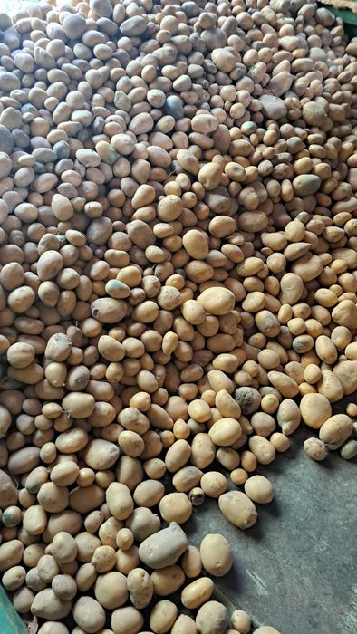 Sprzedam Ziemniaki paszowe