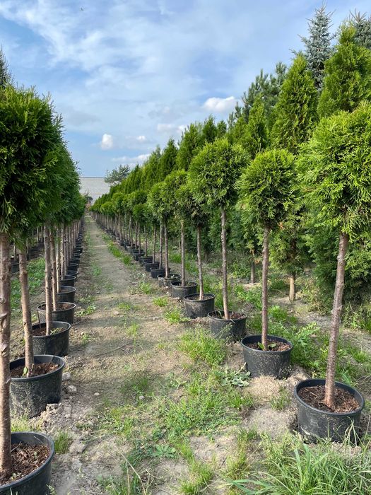 Tuja Smaragd formowana kula, wysokość 80-110cm, w doniczce, producent
