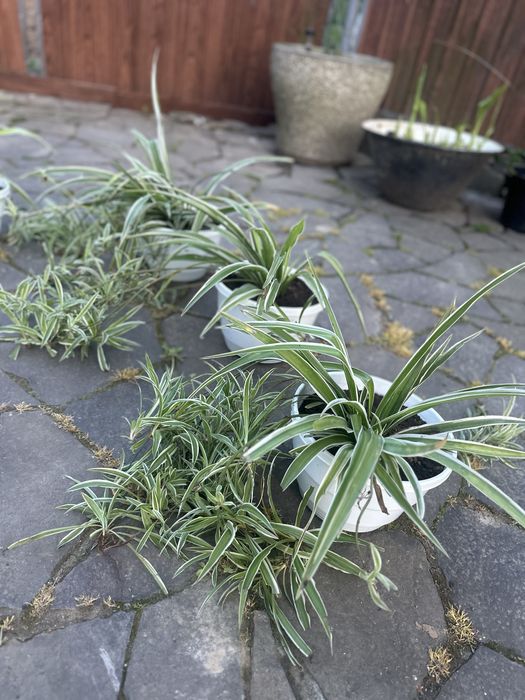 Хлорофітум квітка