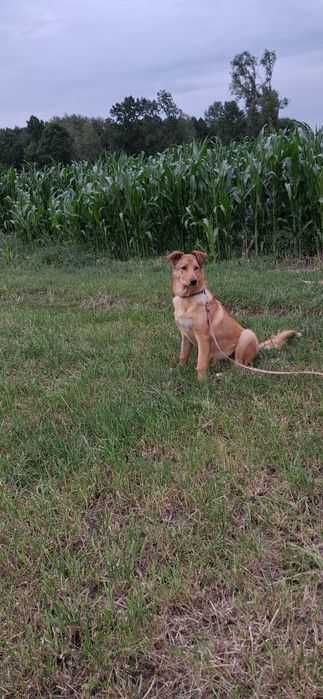 Frajda czysta radość