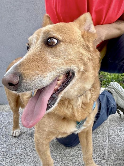 Cão adulto para adoção responsável