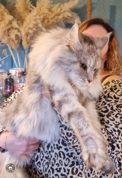 Maine coon kocięta kocurek kocur