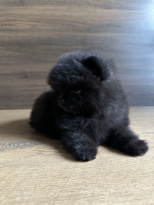 POMERANIAN szpic miniaturowy miś lalka :)