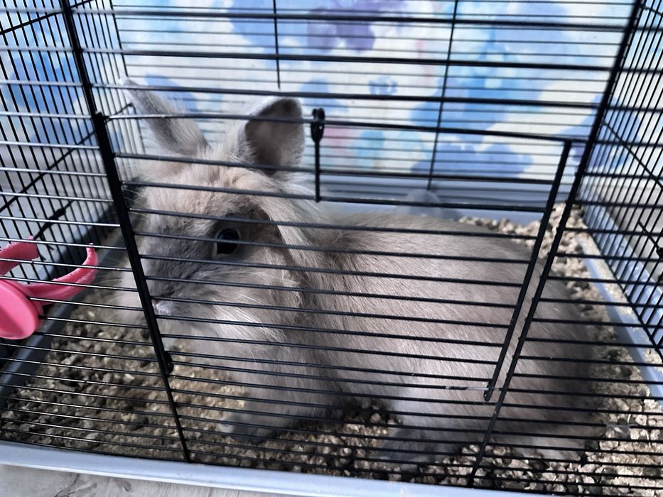 Продам кролика разом з кліткою кормом та наповнювачем