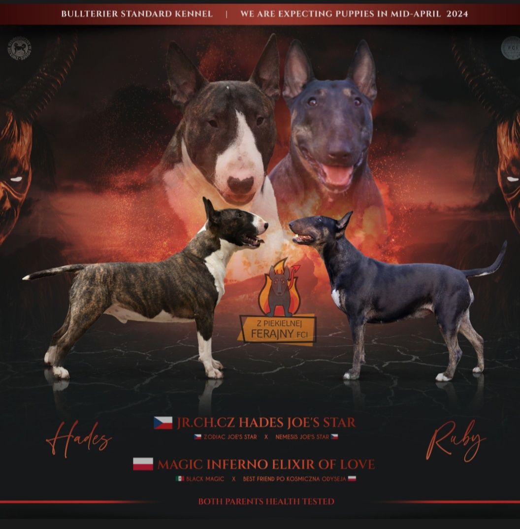 Bulterier, Bullterrier Standard, piesek pręga z białym, ZKwP FCI