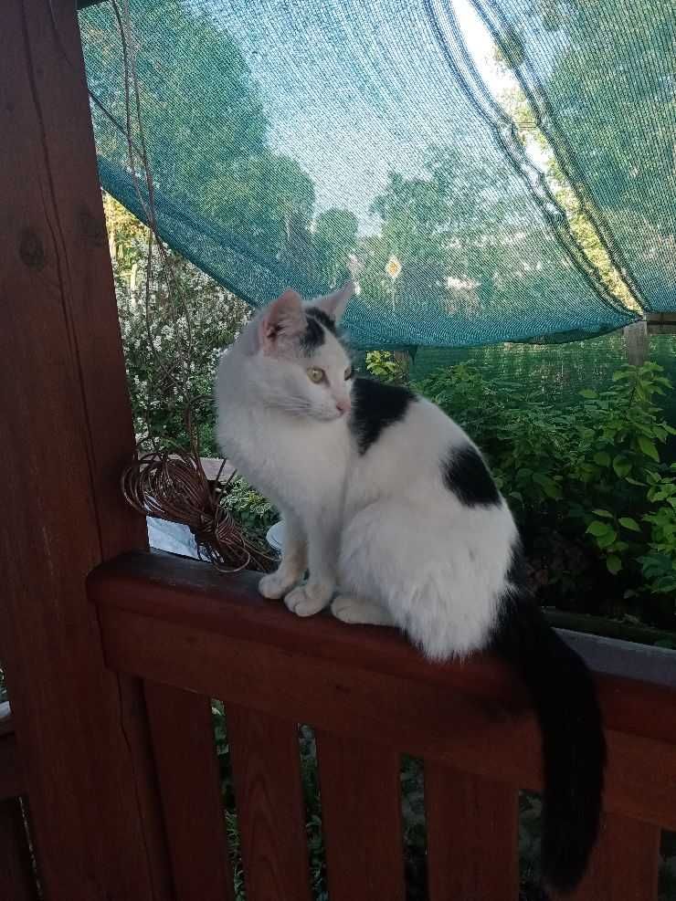 Młode ładne kotki, dwie wolnożyjące siostry 2-letnie, oddam do adopcji