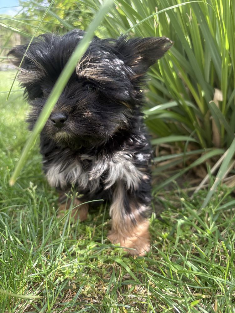 Gotowy do odbioru Yorkshire terrier Black and Tan Nie wybarwi sie!!!