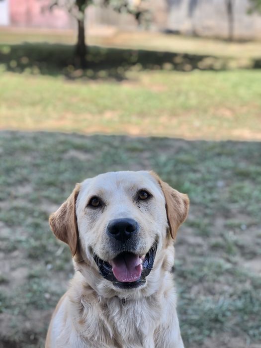 Para adoção Labrador zona de Vale de Cambra