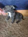 American bully pocket