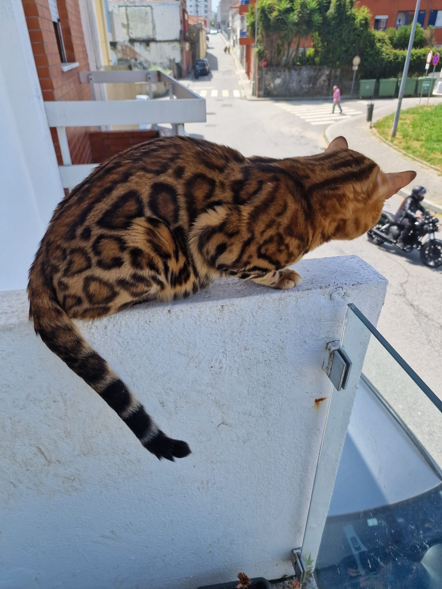 Gato bengal de excelência