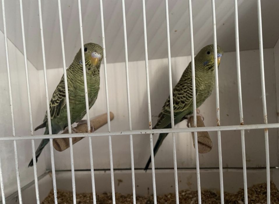 Periquitos blackface