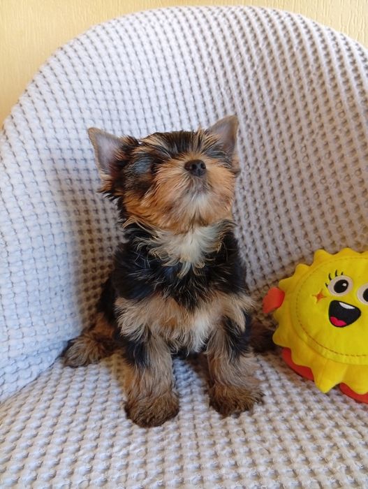 Yorkshire Terrier ZKwP FCI suczka