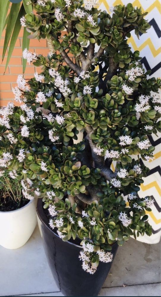 Planta suculenta Jade (da fortuna dinheiro amizade) em vaso de luxo