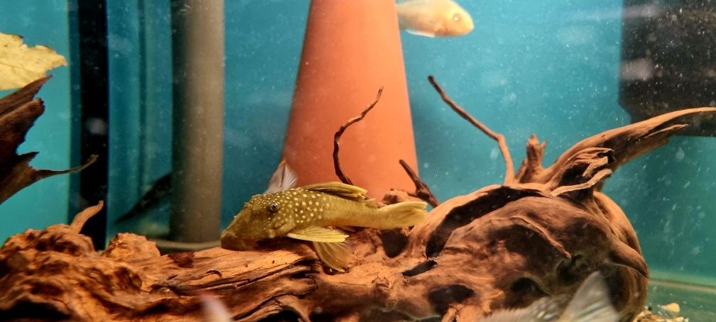 Zbrojnik L200 green phantom (Hemiancistrus subviridis) odłów f0