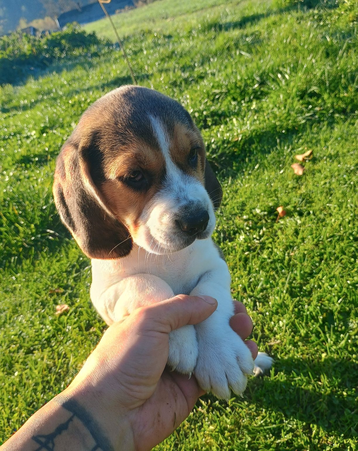 Szczeniak Beagle