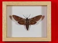 Motyl w ramce 12 x 10 cm . Sphinx pinastri 75 mm . Polska ćma .