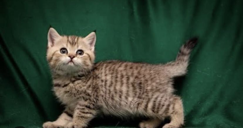 Продам прекрасного котенка