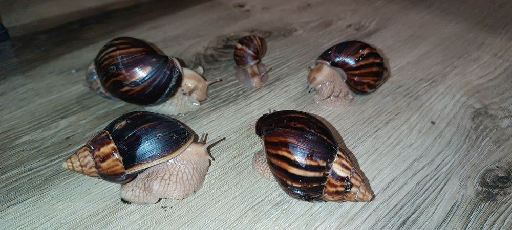 Продам Равлики. Ахатіна Імакулята