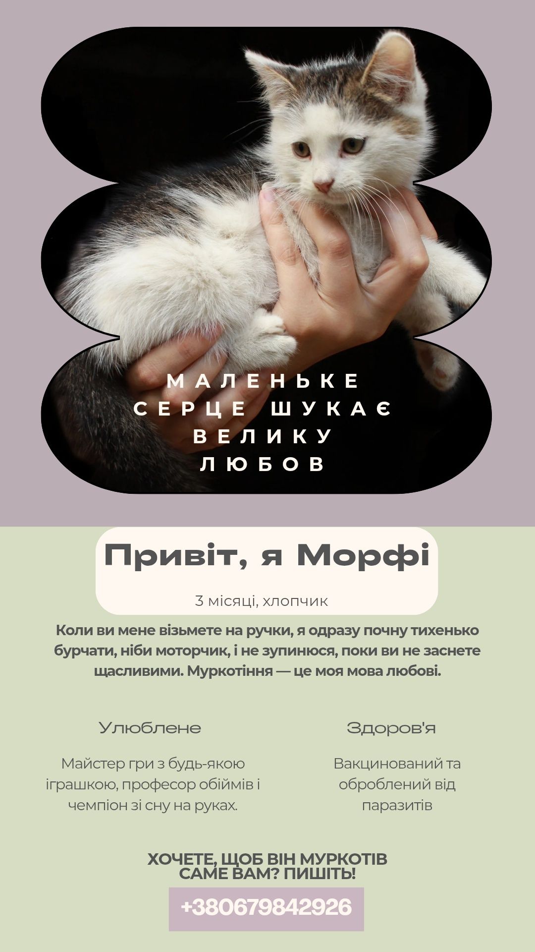 Кошеня шукає свою людину