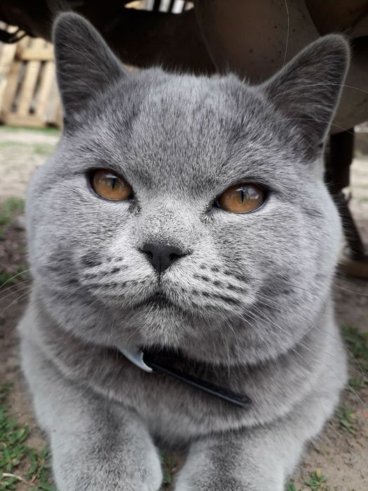 Шотландський прямовухий котик чекає на в'язкуВ'язка