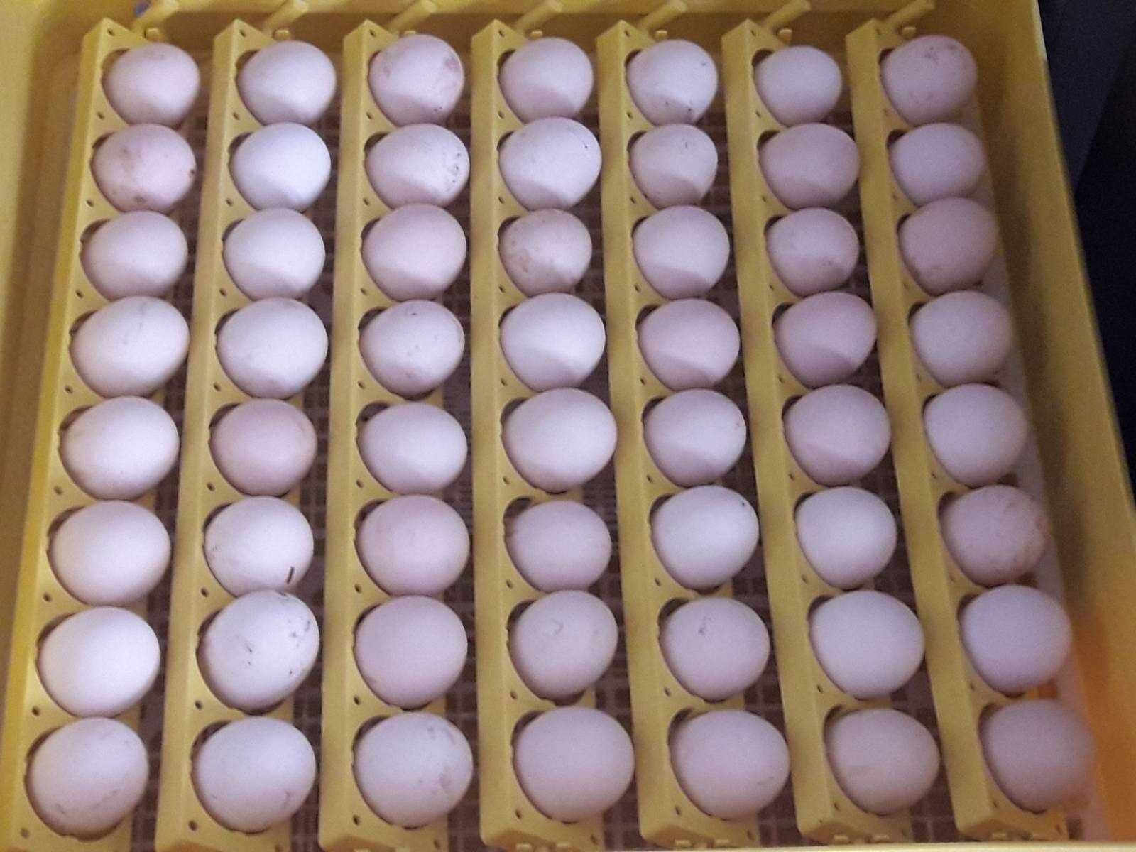 Jaja lęgowe zielononóżki jajka